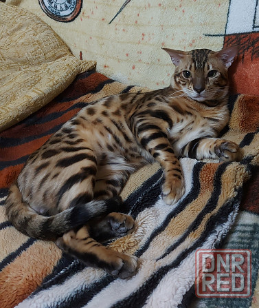 Молодой кот серенгети Мариуполь - изображение 3