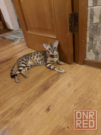 Молодой кот серенгети Мариуполь - изображение 2