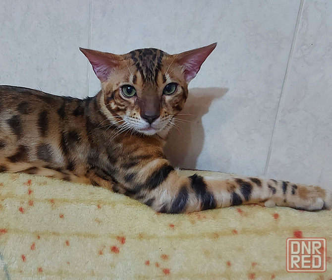 Молодой кот серенгети Мариуполь - изображение 1