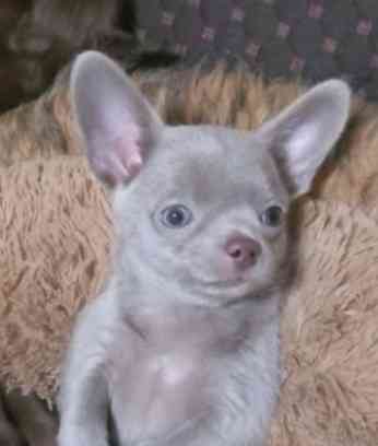 Щенок чихуахуа Горловка