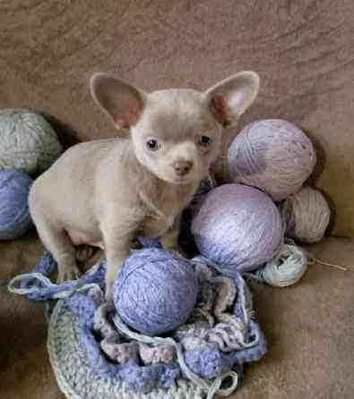 Щенок чихуахуа Горловка