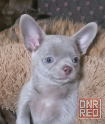 Щенок чихуахуа Горловка - изображение 1