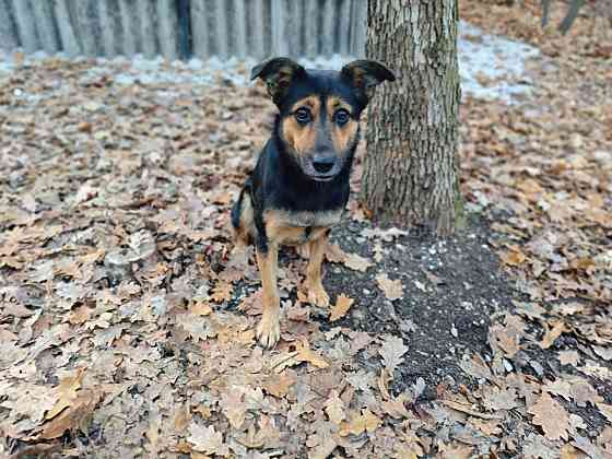 Стерильная собачка ,бесплатно в добрые руки Макеевка