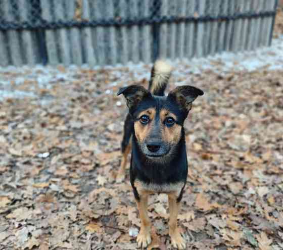 Стерильная собачка ,бесплатно в добрые руки Макеевка