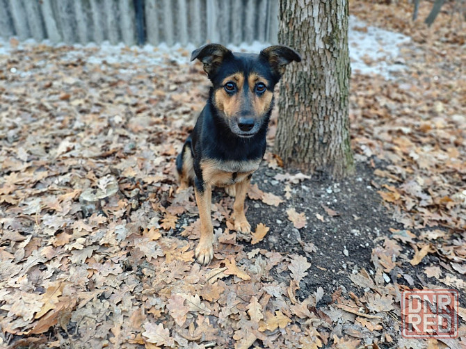 Стерильная собачка ,бесплатно в добрые руки Макеевка - изображение 2