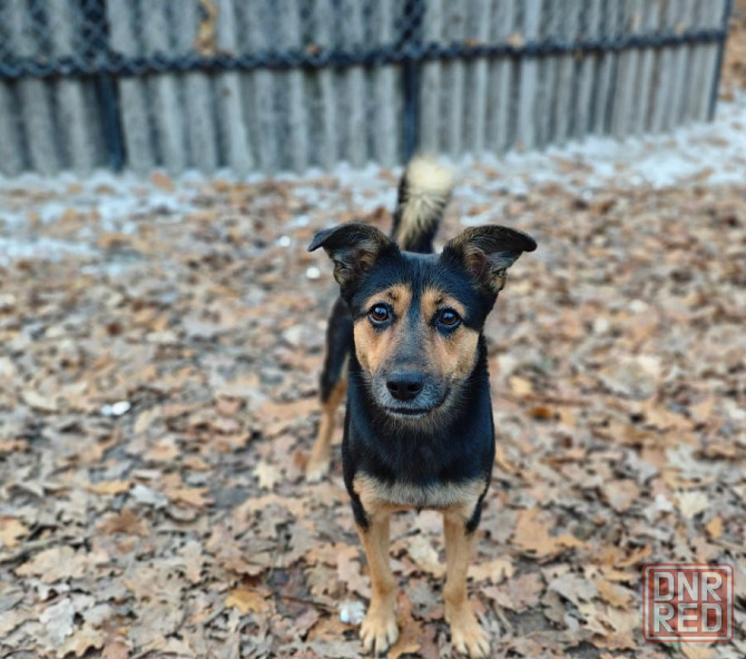 Стерильная собачка ,бесплатно в добрые руки Макеевка - изображение 1