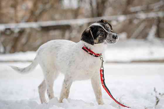 Отдам щенка (девочка) Донецк