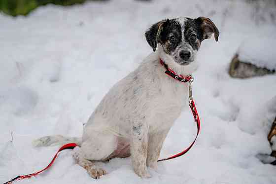 Отдам щенка (девочка) Донецк