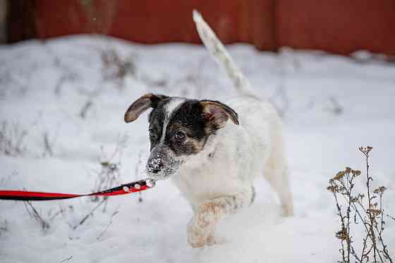 Отдам щенка (девочка) Донецк