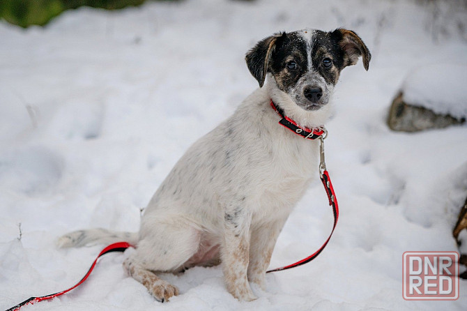 Отдам щенка (девочка) Донецк - изображение 3