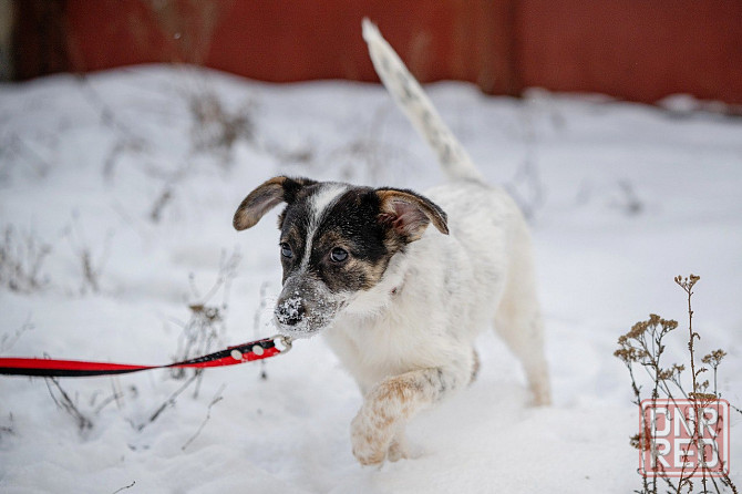 Отдам щенка (девочка) Донецк - изображение 1
