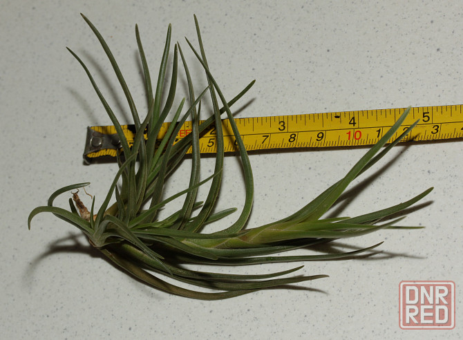 Продам атмосферную тилландсию Tillandsia albertiana Донецк - изображение 2