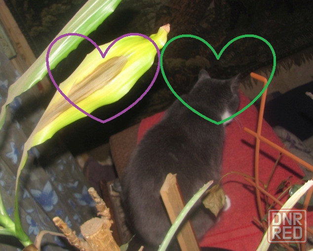 Гпнд далеко не "Феншуй" "Инв" Донецк - изображение 1