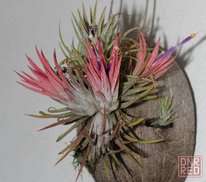 Продам атмосферную тилландсию Tillandsia ionantha Донецк - изображение 1