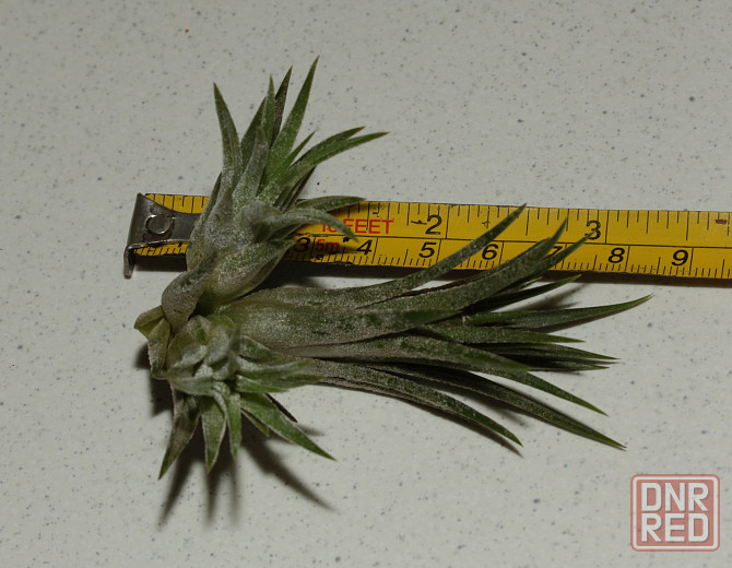 Продам атмосферную тилландсию Tillandsia ionantha Донецк - изображение 2