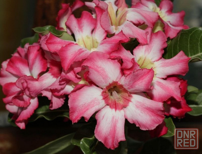 Продам семена адениумов Донецк - изображение 1