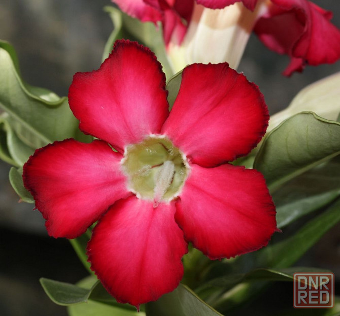 Продам семена адениумов Донецк - изображение 4