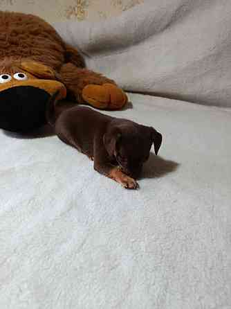 Продам щенков той-терьера Донецк