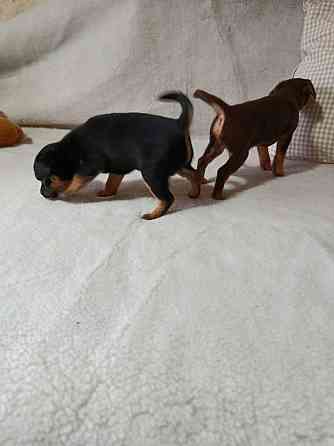 Продам щенков той-терьера Донецк