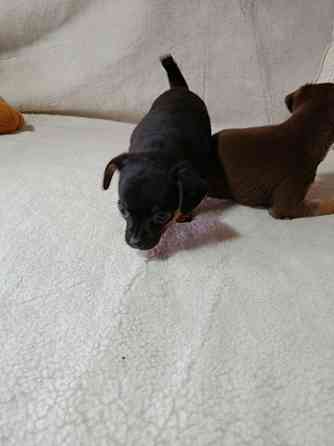 Продам щенков той-терьера Донецк