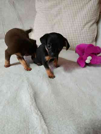 Продам щенков той-терьера Донецк