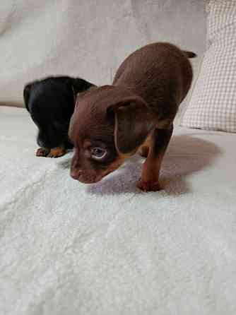 Продам щенков той-терьера Донецк