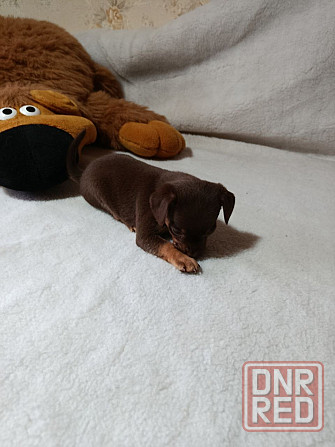 Продам щенков той-терьера Донецк - изображение 2