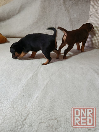 Продам щенков той-терьера Донецк - изображение 3