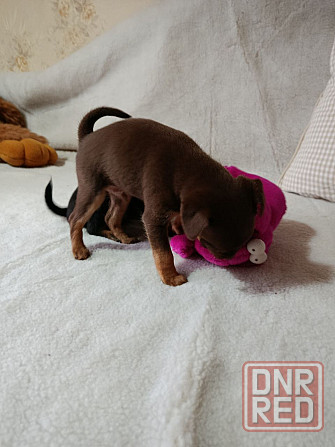 Продам щенков той-терьера Донецк - изображение 7