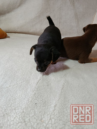 Продам щенков той-терьера Донецк - изображение 1