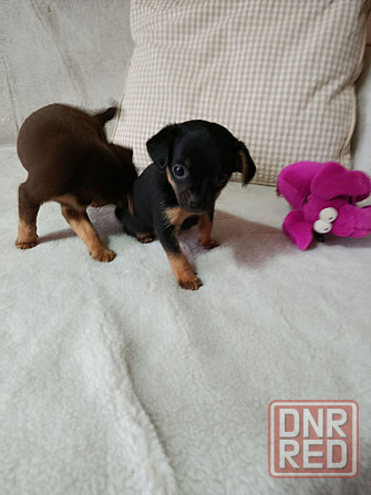 Продам щенков той-терьера Донецк - изображение 6