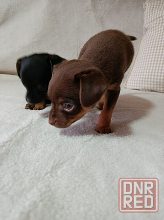 Продам щенков той-терьера Донецк - изображение 4