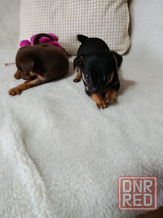 Продам щенков той-терьера Донецк - изображение 5