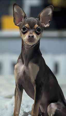 Русский той-терьер (вязка, мальчик) Донецк