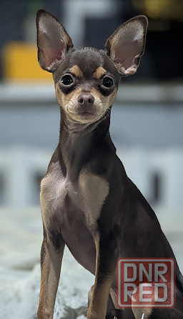 Русский той-терьер (вязка, мальчик) Донецк - изображение 1