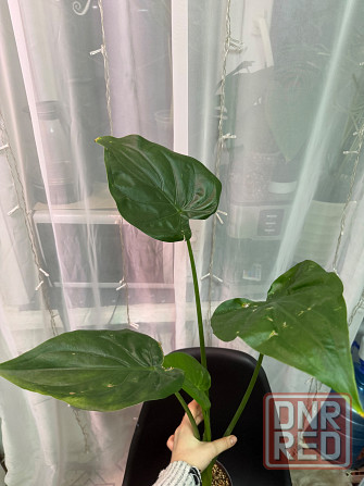 Алоказия кукулата Донецк - изображение 2