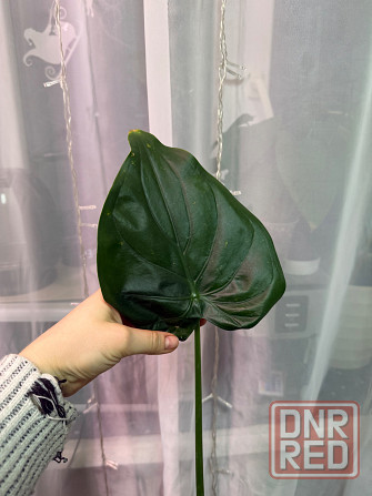 Алоказия кукулата Донецк - изображение 3