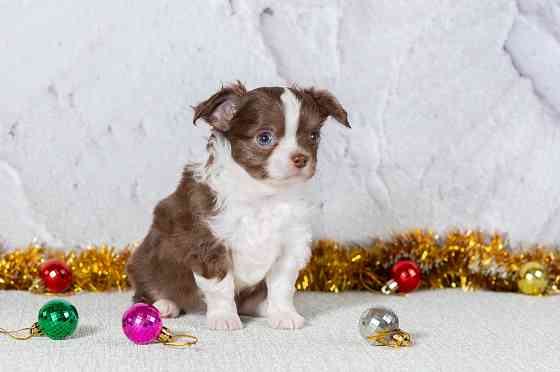 Щенки чихуахуа Макеевка