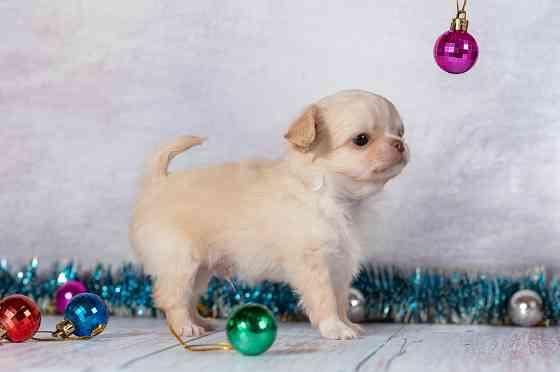 Щенки чихуахуа Макеевка