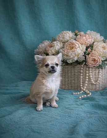 Щенок чихуахуа Макеевка