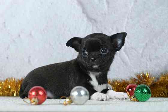 Щенки чихуахуа Макеевка