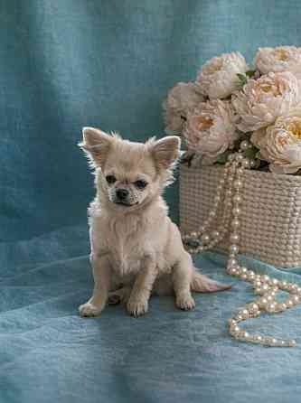 Щенок чихуахуа Макеевка