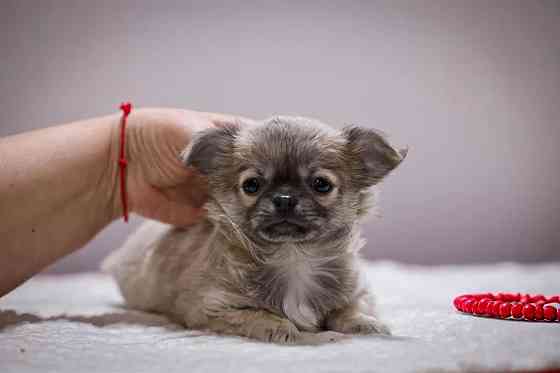 Щенки чихуахуа Макеевка