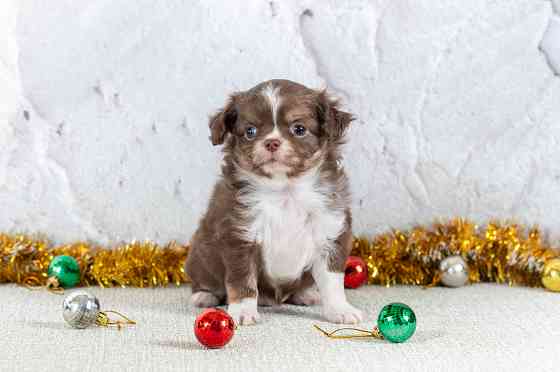 Щенки чихуахуа Макеевка