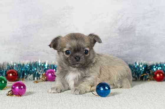 Щенки чихуахуа Макеевка