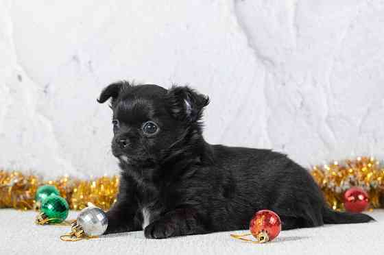 Щенки чихуахуа Макеевка