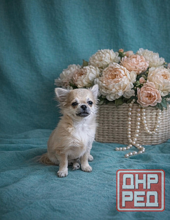 Щенок чихуахуа Макеевка - изображение 2