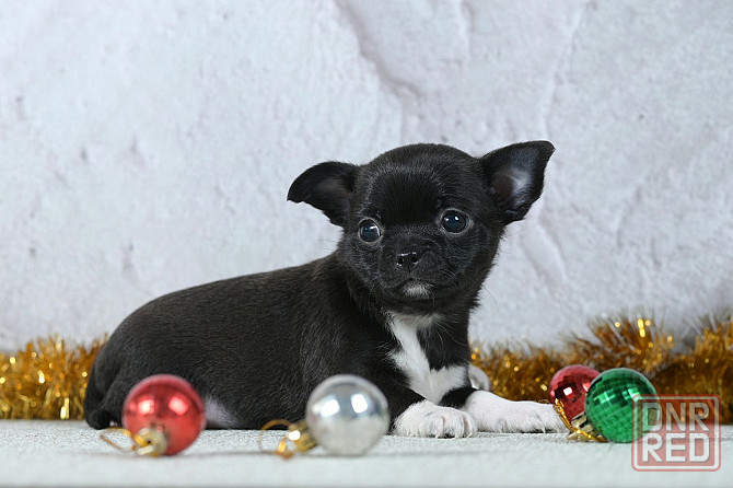 Щенки чихуахуа Макеевка - изображение 2