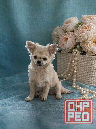 Щенок чихуахуа Макеевка - изображение 4