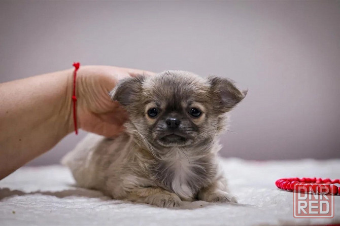 Щенки чихуахуа Макеевка - изображение 1